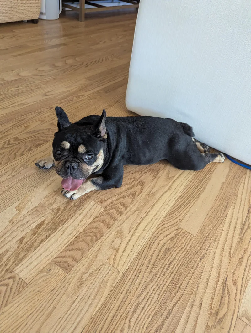 An adult medium-sized female English Bulldog dog named Betty for adoption in Denver, CO