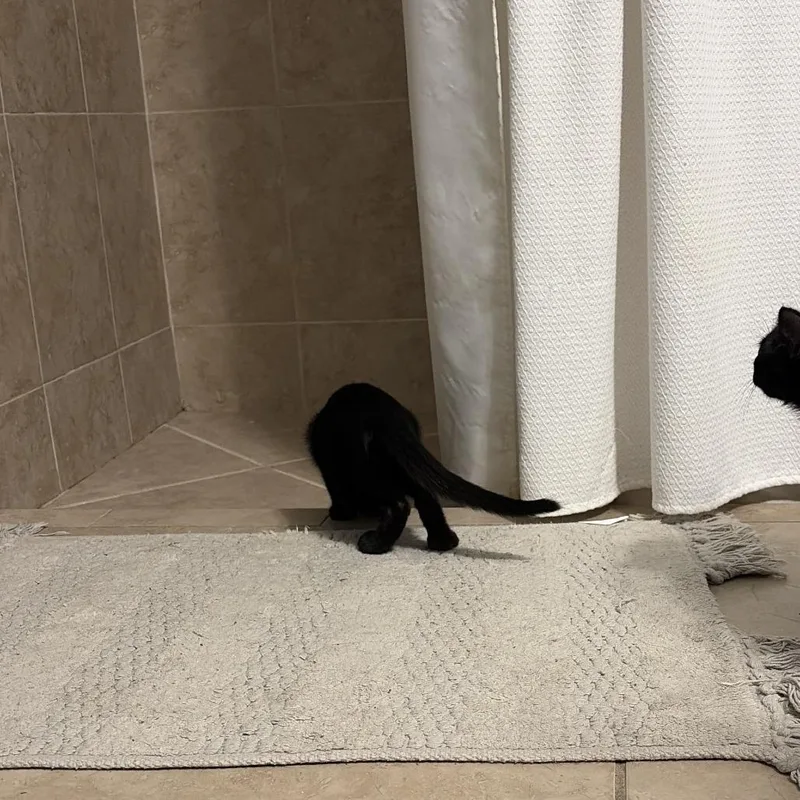A baby small-sized male Black Domestic Short Hair cat named Obsidian for adoption in West Palm Beach, FL