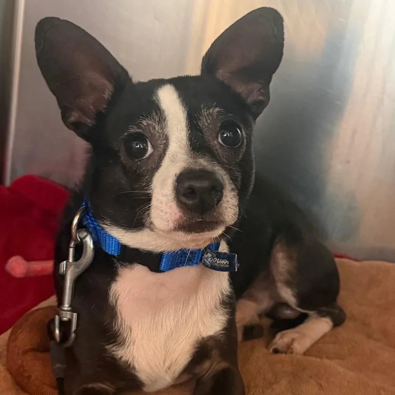 An adult small-sized male Black Mixed Breed dog named Jack for adoption in Asheville, NC