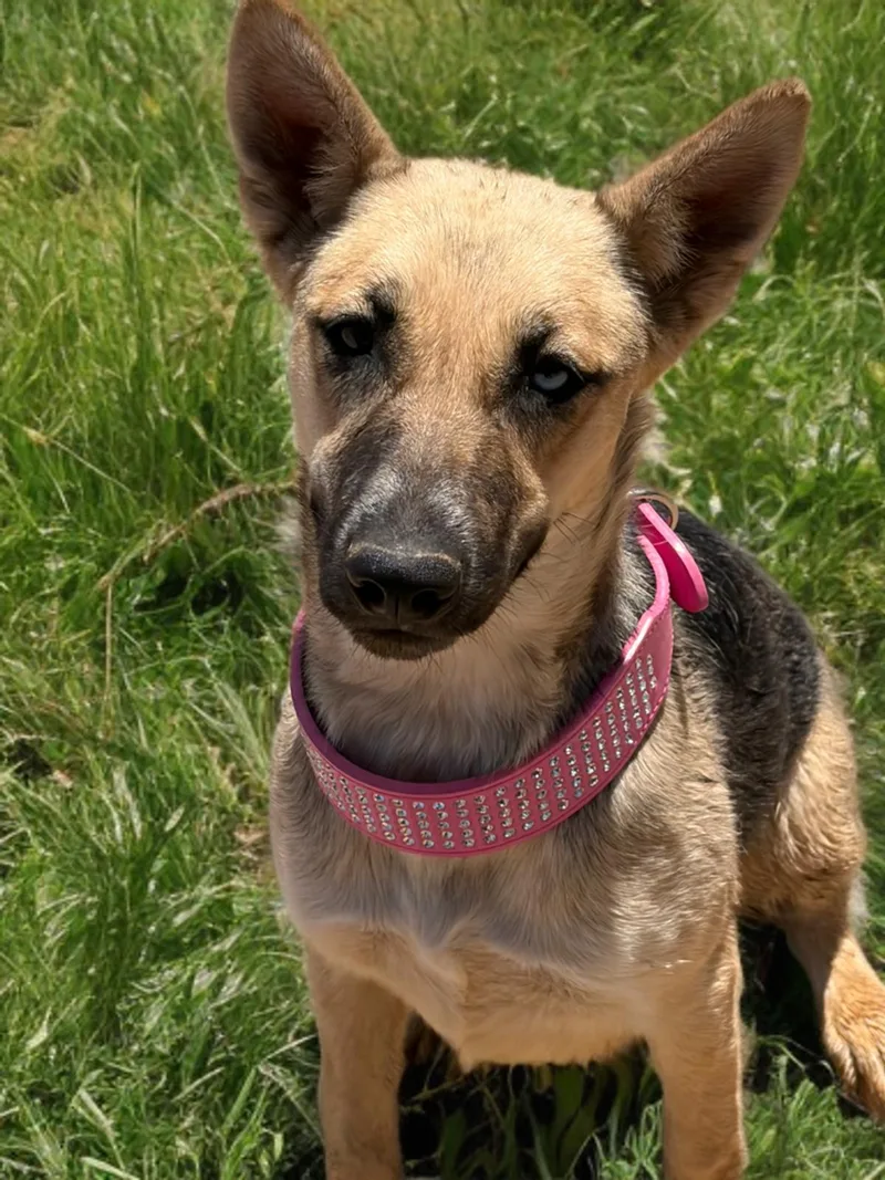 Dutchess