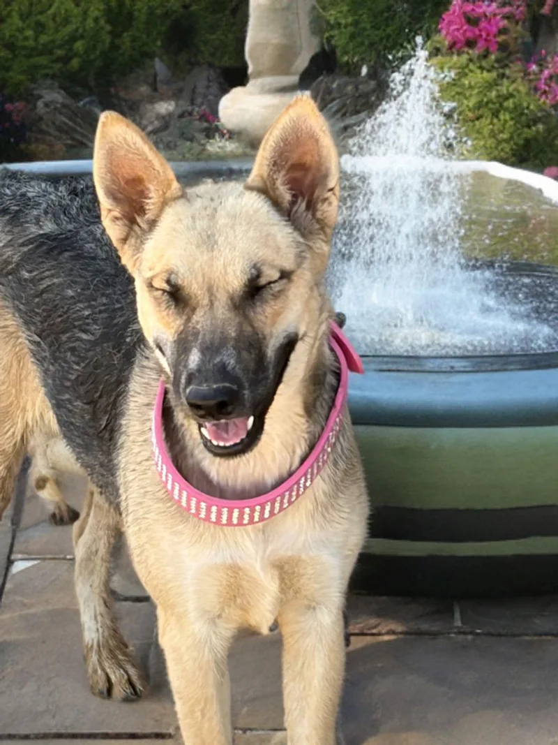 Dutchess thumbnail 3