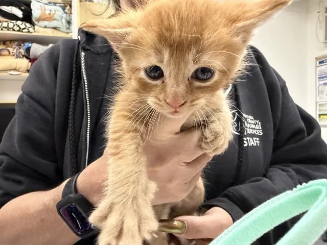 A baby small-sized male Domestic Short Hair cat named A for adoption in Camarillo, CA