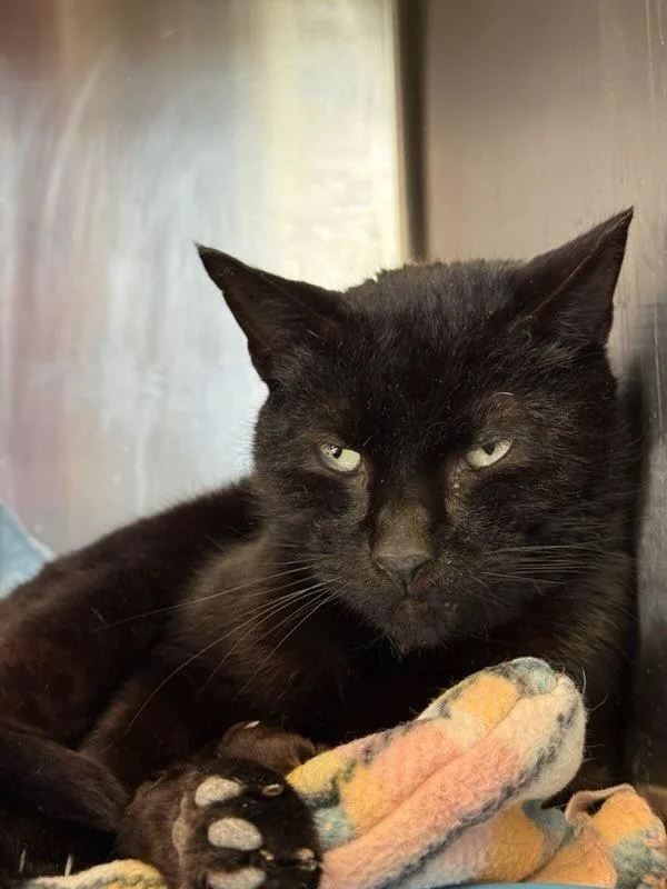 A young medium-sized male Domestic Short Hair cat named Luthor Feral for adoption in Windsor, CT