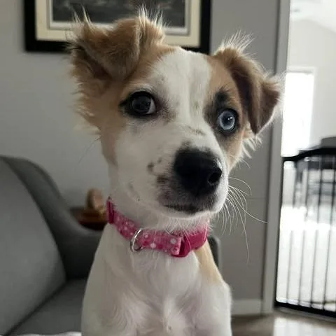 A young small-sized female White / Cream Chihuahua dog named Penny Lane for adoption in Alma, WI