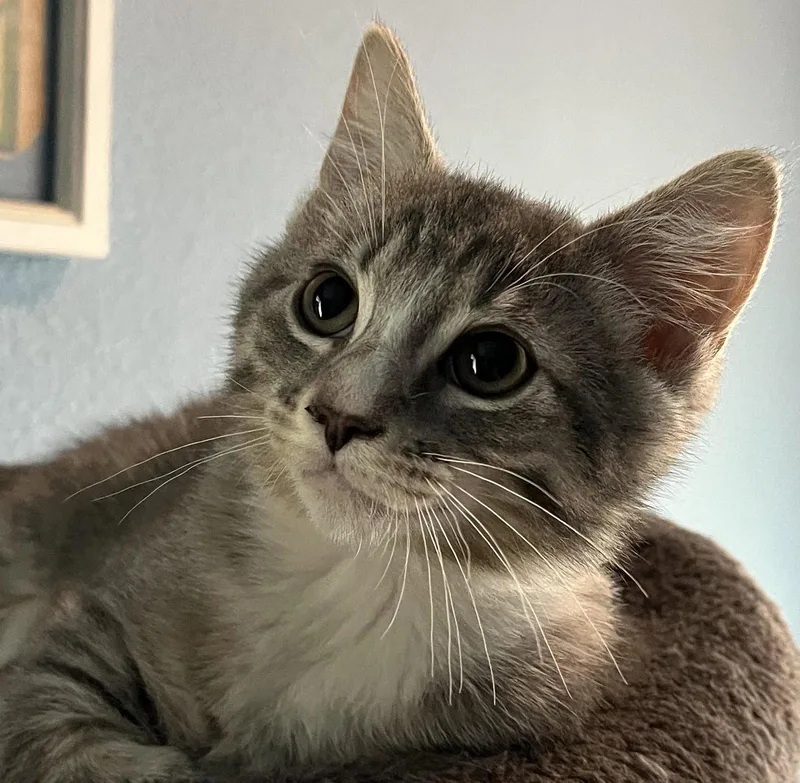 A baby medium-sized male Tabby (Gray / Blue / Silver) Tabby cat named Ludacris and Zeta for adoption in San Luis Obispo, CA