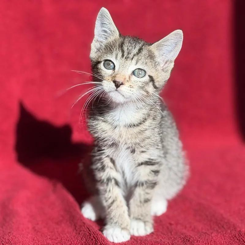 A baby small-sized female Brown / Chocolate Domestic Short Hair cat named Sable for adoption in Naples, FL