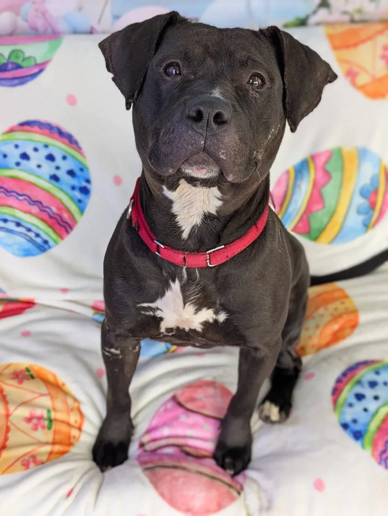 A young large-sized female Terrier dog named Chocolate for adoption in North Syracuse, NY