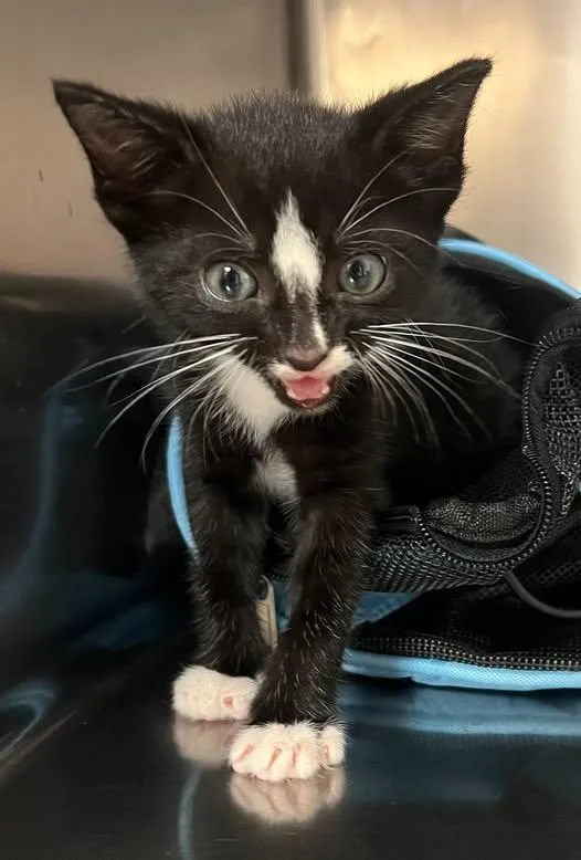 A baby small-sized male Black Domestic Short Hair cat named Garruk for adoption in Raleigh, NC