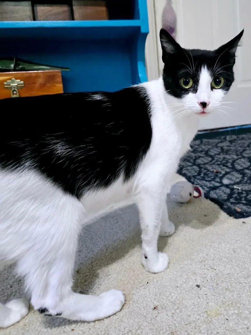 An adult medium-sized female Black & White / Tuxedo Domestic Short Hair cat named Betty for adoption in Greensboro, NC
