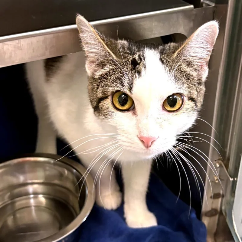 A young medium-sized female White Domestic Short Hair cat named Globula for adoption in Austin, TX