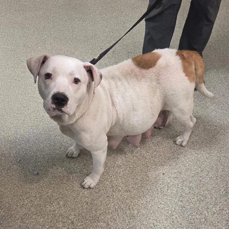 An adult medium-sized female White / Cream Mixed Breed dog named Daisy Bell for adoption in Jacksonville, FL