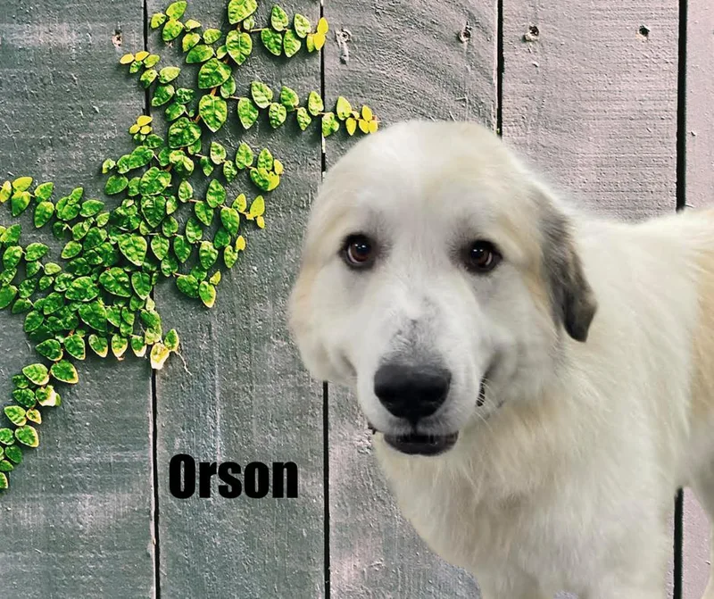 Orson thumbnail 2