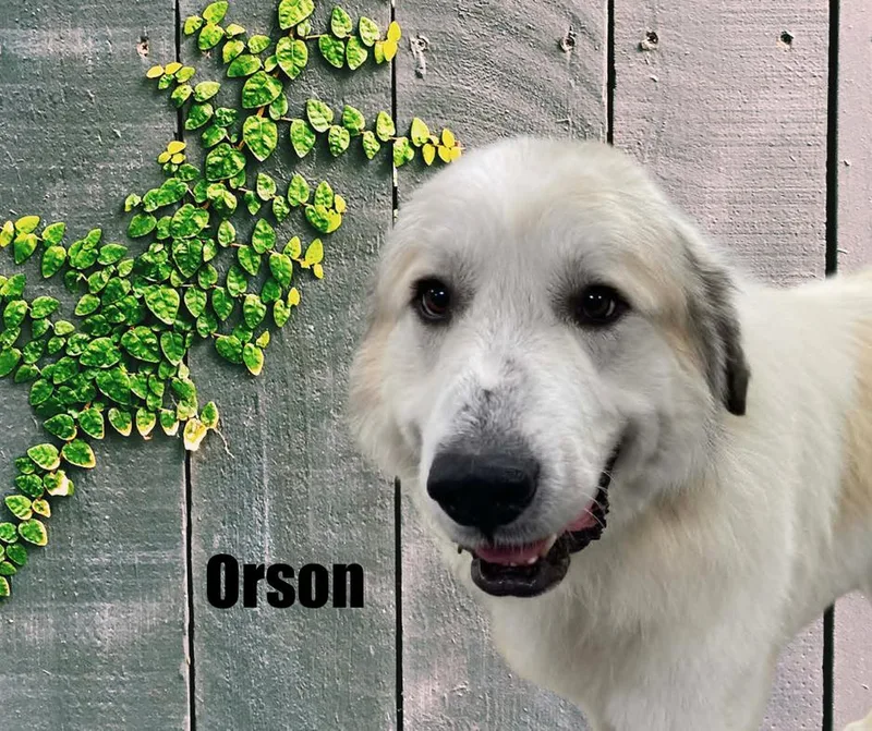 Orson thumbnail 3