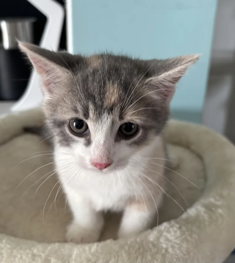 A baby medium-sized female Domestic Short Hair cat named Paisley for adoption in GREENVILLE, NC
