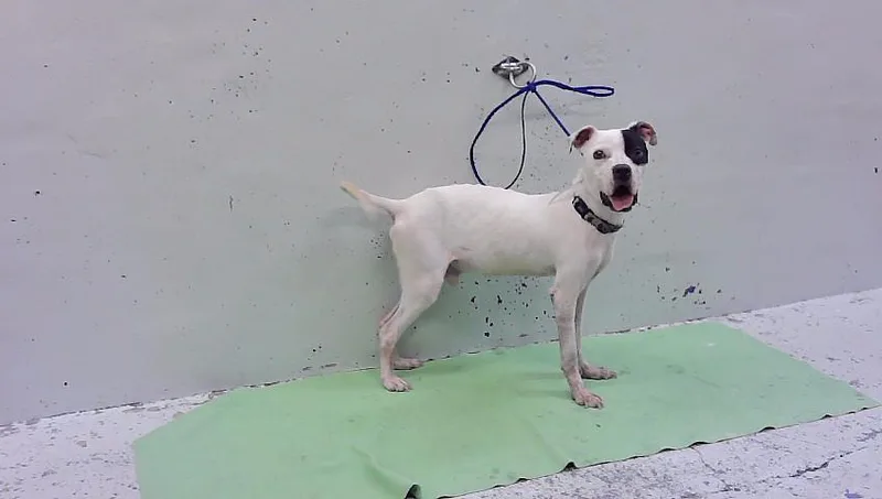A young large-sized male Staffordshire Bull Terrier dog named Pongo for adoption in Houston, TX