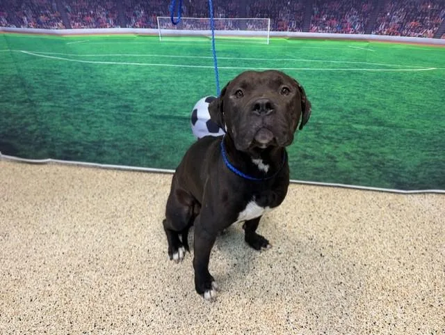 A young medium-sized male Pit Bull Terrier dog named Negro for adoption in Miami, FL
