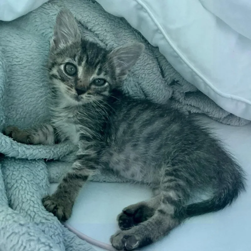 A baby small-sized female Gray / Blue / Silver Domestic Short Hair cat named Acorn for adoption in Columbia, MO