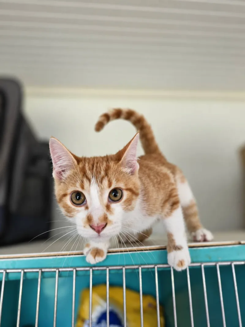 A baby small-sized male Orange Domestic Short Hair cat named Max for adoption