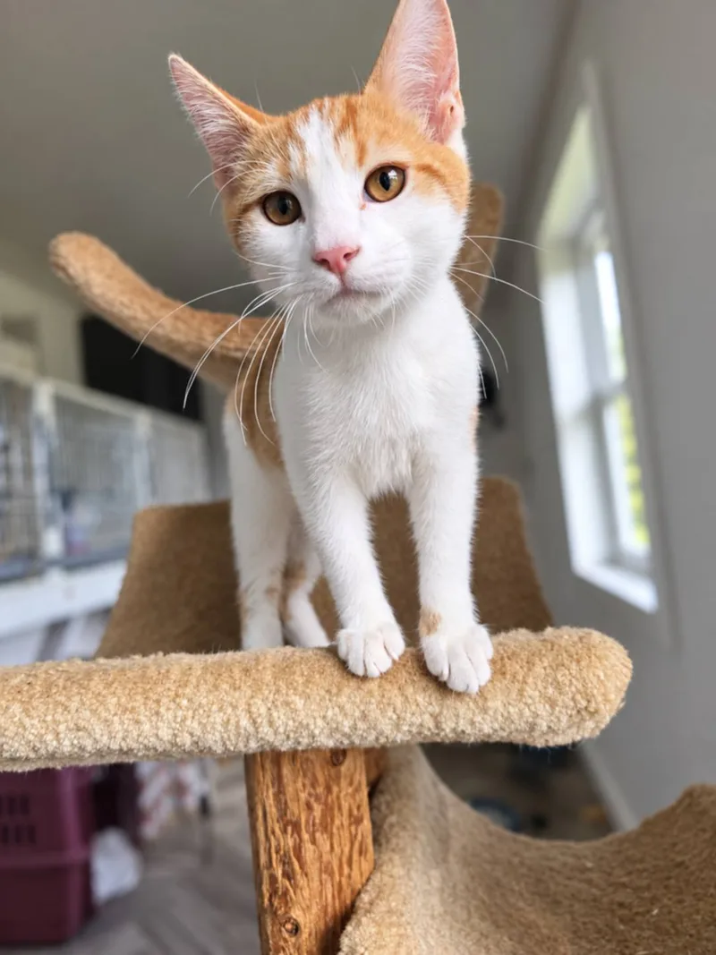 A baby small-sized male Orange Domestic Short Hair cat named Moon for adoption