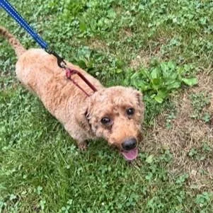 An adult small-sized female Yellow / Tan / Blond / Fawn Poodle dog named Betty Boop for adoption in Phoenixville, PA