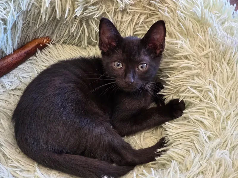 A baby medium-sized male Black Domestic Short Hair cat named Rocket for adoption in Greensboro, NC