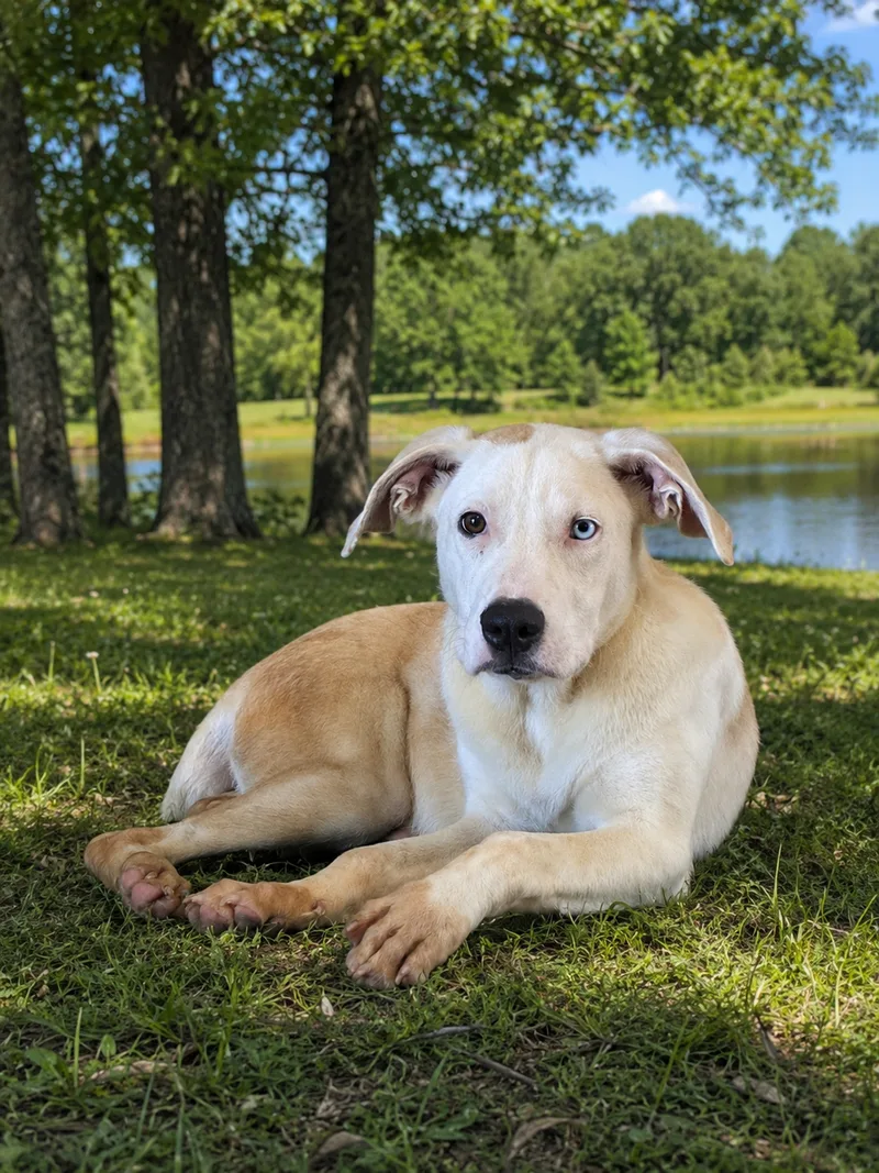 A young medium-sized male White Pit Bull Terrier dog named King Boo for adoption