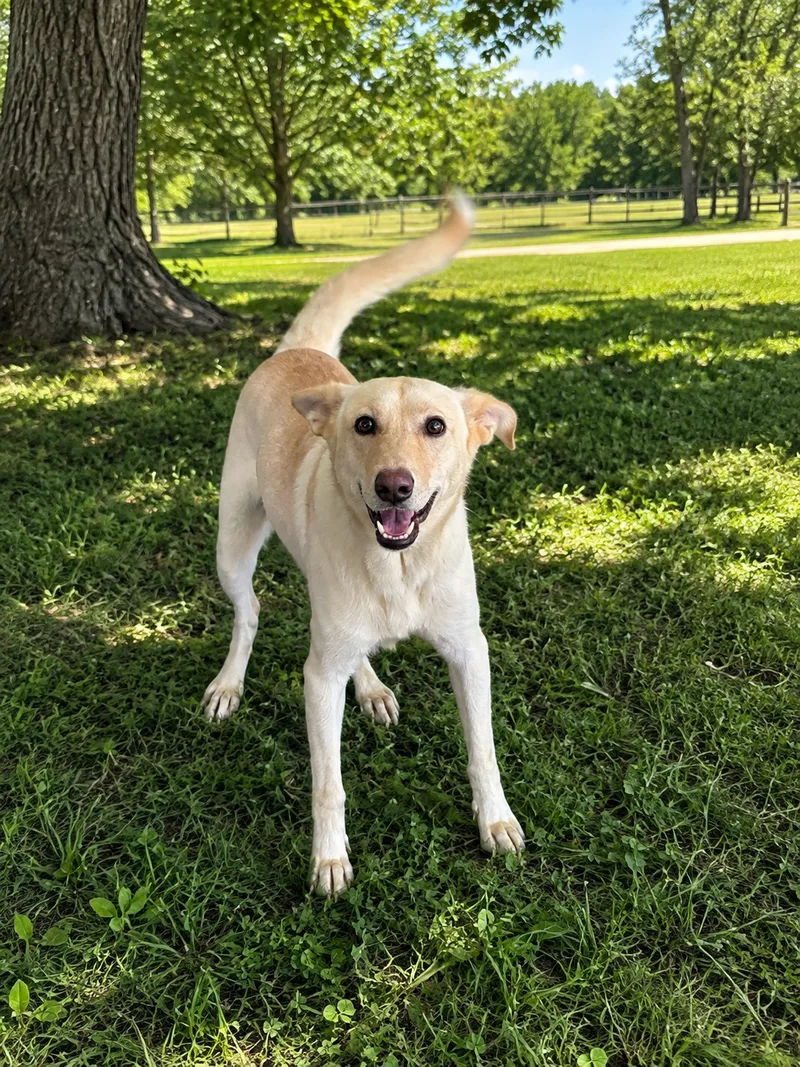 A young medium-sized female White Shepherd dog named Foxy for adoption