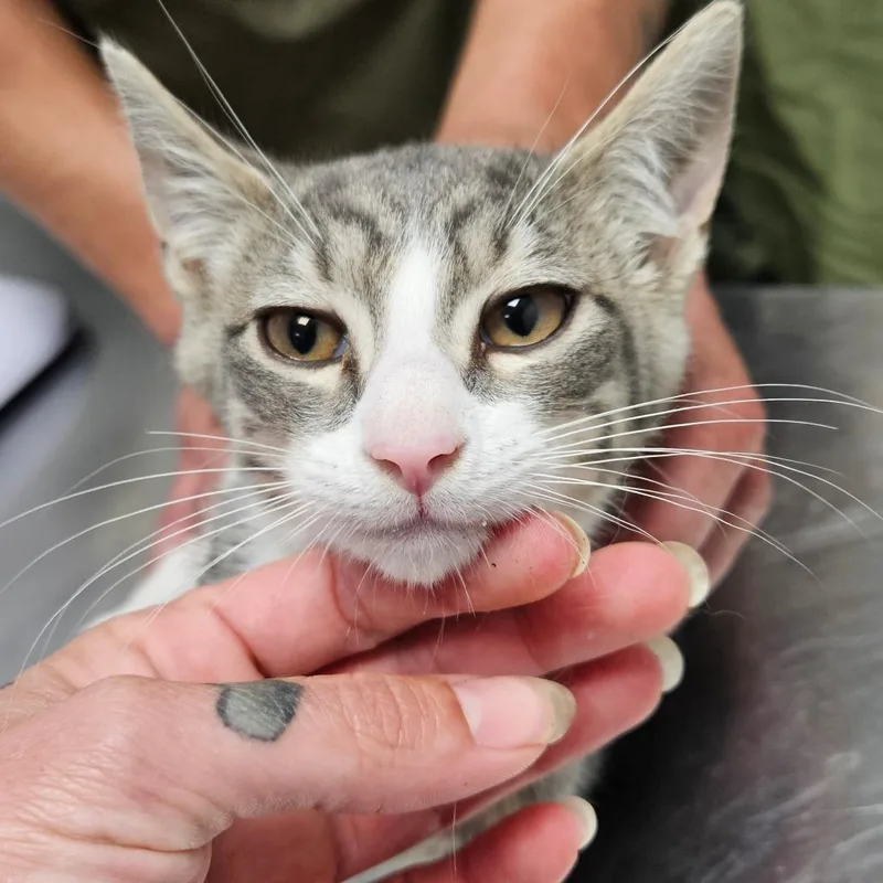 A baby small-sized male Gray / Blue / Silver Domestic Short Hair cat named Skye for adoption in Oneonta, NY