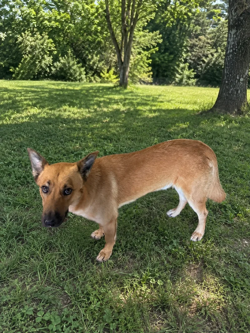 A young large-sized male Tan German Shepherd Dog dog named Pookie for adoption
