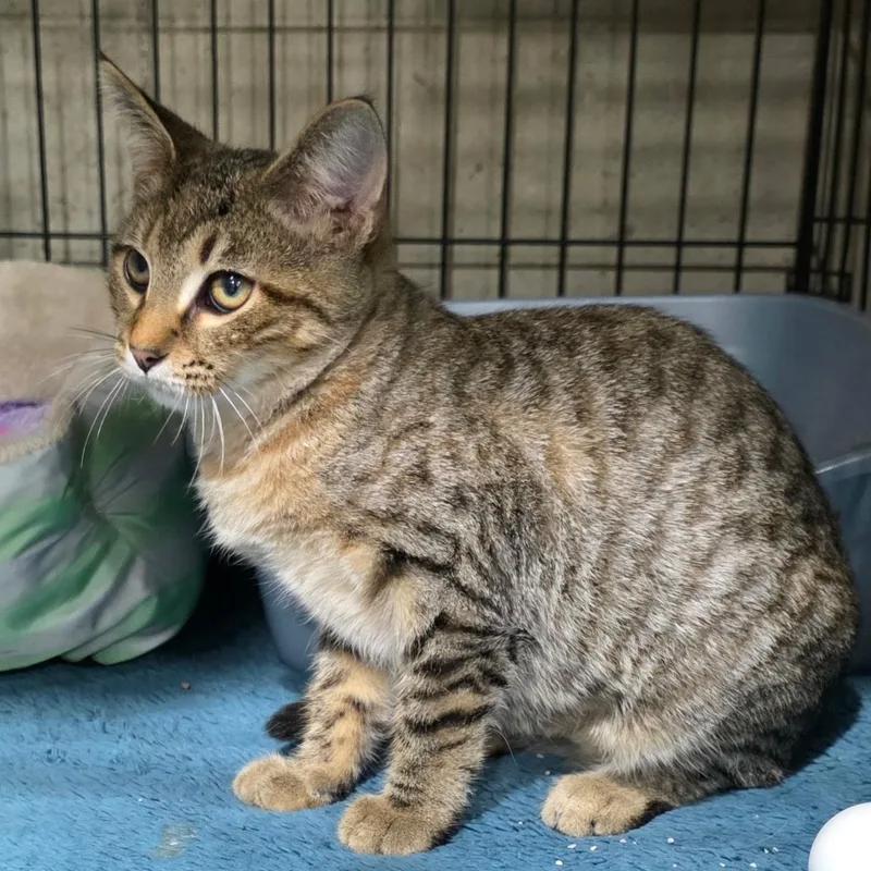 A baby medium-sized female Tabby (Brown / Chocolate) Domestic Short Hair cat named Precious for adoption in Sauk City, WI