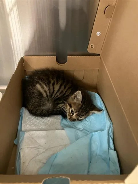 A baby medium-sized male Domestic Short Hair cat named Marble for adoption in Dallas, TX