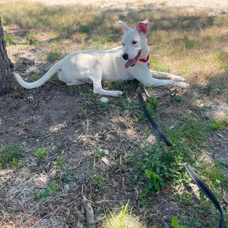A young medium-sized male White / Cream American Staffordshire Terrier dog named Compass for adoption in Center Point, TX