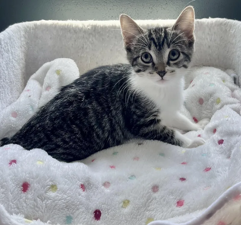 A baby medium-sized male Tabby (Gray / Blue / Silver) Domestic Short Hair cat named Rowan for adoption in Mount Juliet, TN