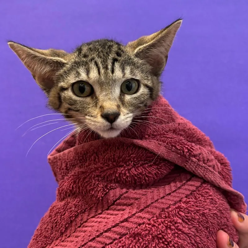 A baby small-sized female Brown / Chocolate Domestic Short Hair cat named Ugga for adoption in Washington Township, OH