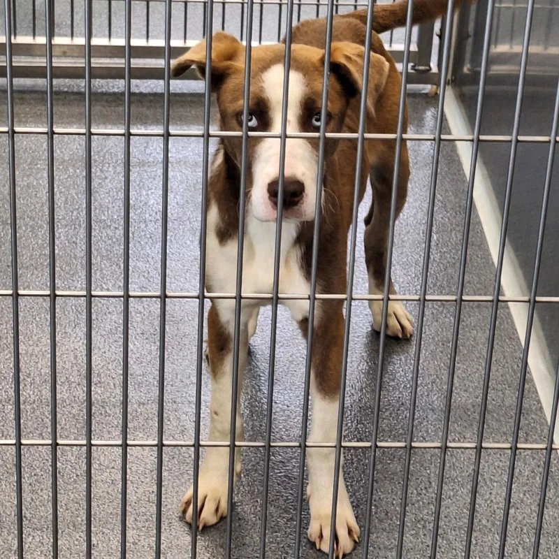 A young medium-sized female Brown / Chocolate Retriever dog named Donna for adoption in Montgomery, AL