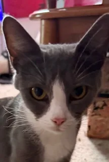 A young small-sized female Grey and white Domestic Short Hair cat named Ollie for adoption in New Haven, CT