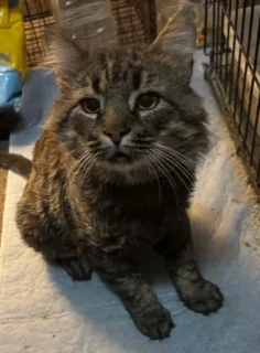 An adult medium-sized male Domestic Short Hair cat named Freddie for adoption in New Haven, CT