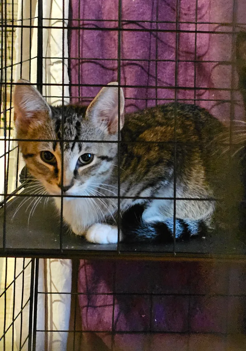 An adult small-sized male Domestic Short Hair cat named Lisa for adoption in New Haven, CT