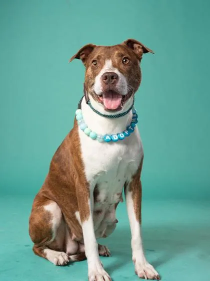 An adult medium-sized female Mixed Breed dog named Brownie for adoption in Atlanta, GA