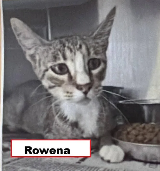 A young medium-sized female Domestic Short Hair cat named Rowena for adoption in Zimmerman, MN