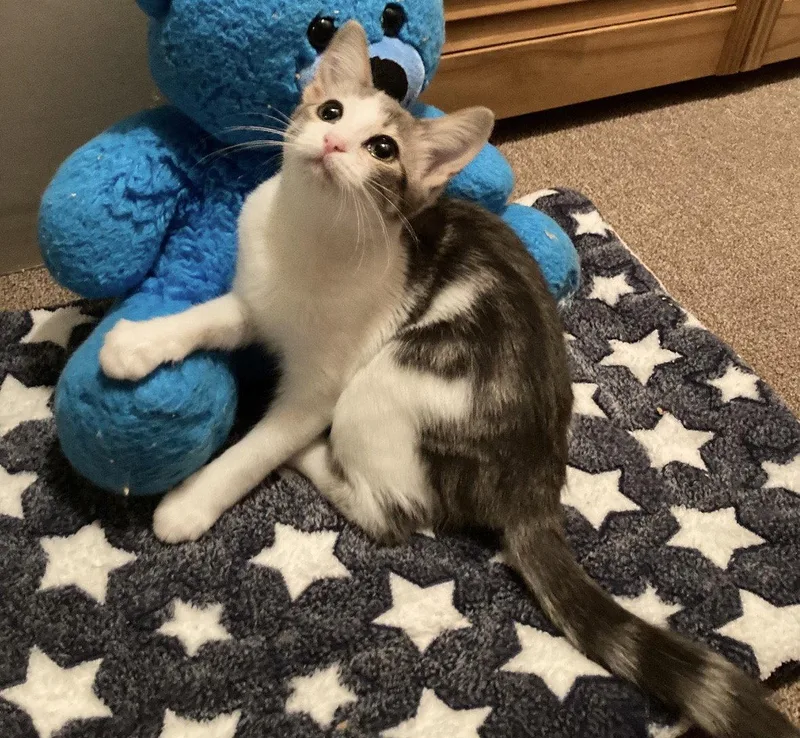 A baby medium-sized female Tabby cat named Silver for adoption in Cuyahoga Falls, OH