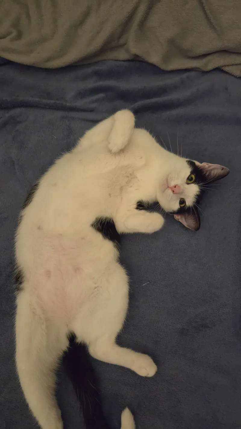 A young small-sized female Tuxedo Domestic Short Hair cat named Jaga for adoption