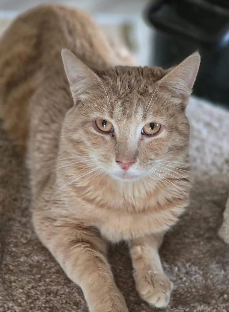 An adult medium-sized male Orange & White Tabby cat named Emerson for adoption in Greenfield, IN