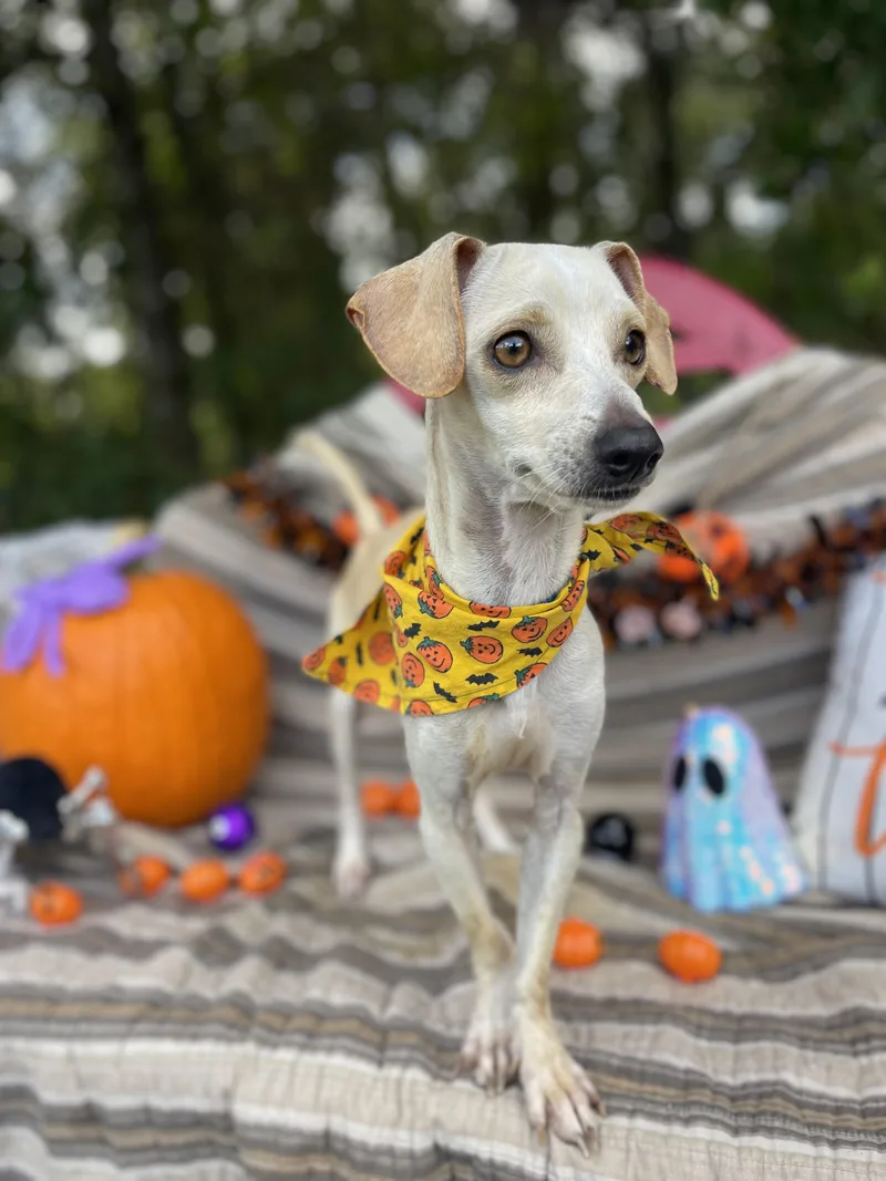 A young small-sized male Miniature Dachshund dog named Roscoe for adoption in Sebring, FL