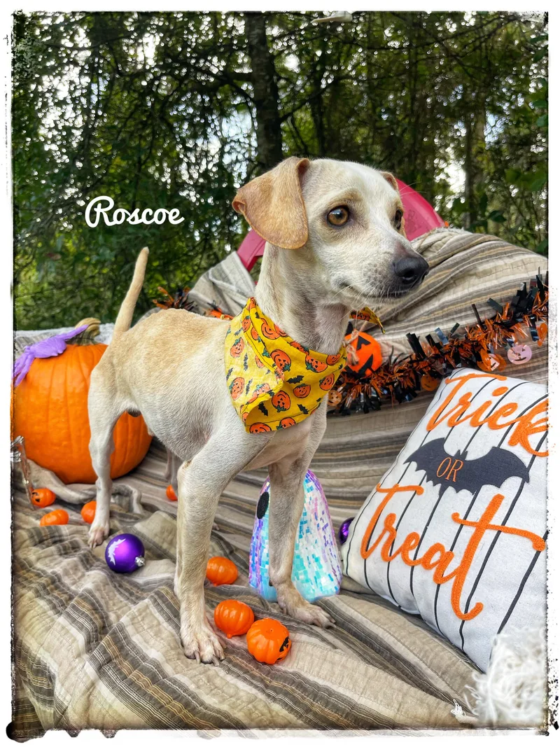 Roscoe thumbnail 2