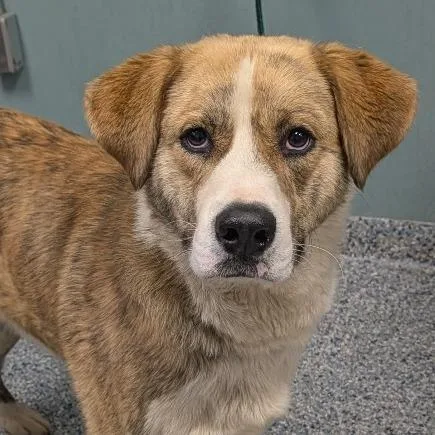 An adult large-sized male Yellow / Tan / Blond / Fawn Retriever dog named Memphis for adoption in Greenville, SC