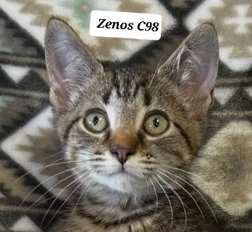 A baby medium-sized male Tabby (Brown / Chocolate) Domestic Short Hair cat named Zenos for adoption in Morganton, NC
