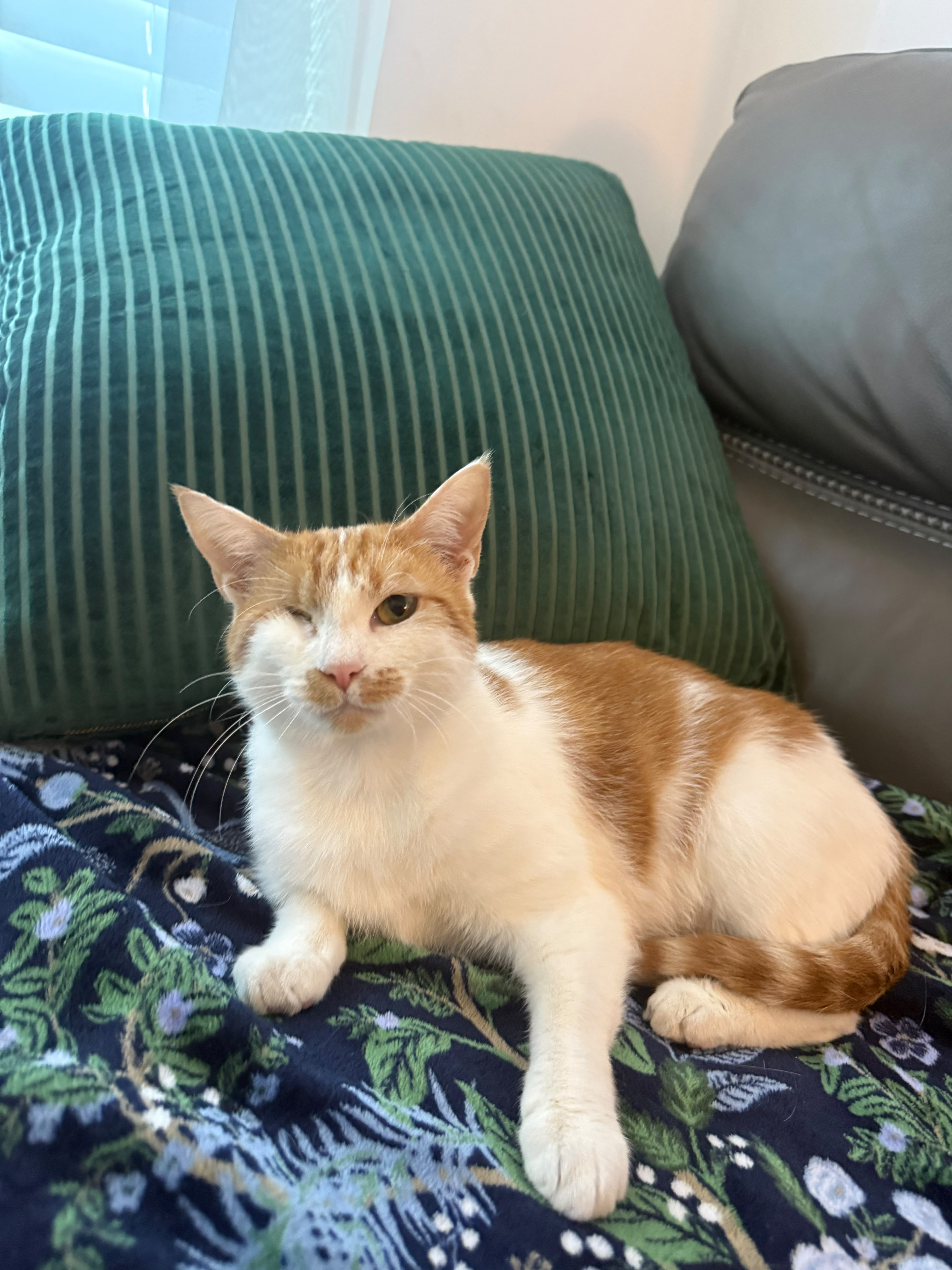 A young medium-sized female Orange Domestic Short Hair cat named Amber for adoption