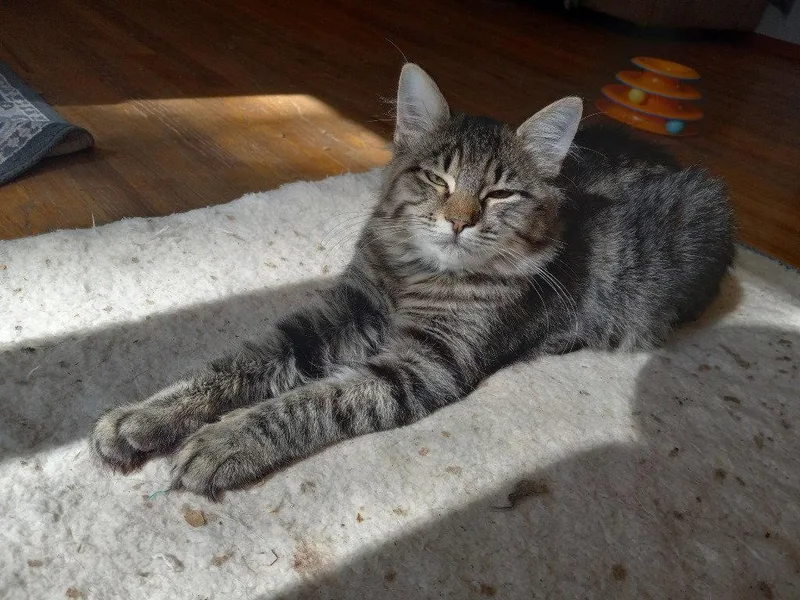 A baby medium-sized female Domestic Medium Hair cat named Pepper LG for adoption in Battle Ground, WA