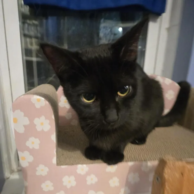 A young small-sized female Black Domestic Short Hair cat named Evangeline for adoption in Staten Island, NY